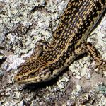 Eastern grand skink (Otago). <a href="https://www.flickr.com/photos/151723530@N05/page3">© Carey Knox</a>