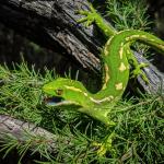 Northland green gecko (Northland). <a href="https://www.flickr.com/photos/151723530@N05/page3">© Carey Knox</a>