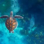 Green turtle swimming in the coastal waters of the Poor Knights Islands. © Lorna Doogan.