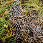 Harlequin gecko (southern Stewart Island). <a href="https://www.flickr.com/photos/151723530@N05/page3">© Carey Knox</a>