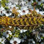 Harlequin gecko (southern Stewart Island). <a href="https://www.flickr.com/photos/151723530@N05/page3">© Carey Knox</a>