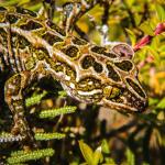 Harlequin gecko (southern Stewart Island). <a href="https://www.flickr.com/photos/151723530@N05/page3">© Carey Knox</a>