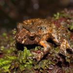 Hochstetter's frog on rock near stream (Waitakere Ranges, Auckland). <a href="https://www.instagram.com/nickharker.nz/">© Nick Harker</a>