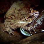 Hochstetter's frog. © Chris Wedding