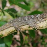 Northern Duvaucel's gecko in Pseudopanax (Motuora Island, North Auckland). <a href="https://www.instagram.com/nickharker.nz/">© Nick Harker</a>