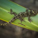 Neonate northern Duvaucel's Gecko (Motuora Island, Hauraki Gulf). <a href="https://www.instagram.com/joelknightnz/?hl=en">© Joel Knight</a>