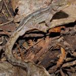 Raukawa gecko on leaf litter (Moutohorā / Whale Island, Bay of Plenty). <a href="https://www.instagram.com/nickharker.nz/">© Nick Harker</a>