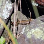 Crenulate skink basking in pebble bank (Moutohorā / Whale Island). <a href="https://www.instagram.com/nickharker.nz/">© Nick Harker</a>