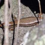 Crenulate skink basking in pebble bank (Moutohorā / Whale Island). <a href="https://www.instagram.com/nickharker.nz/">© Nick Harker</a>