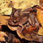 Hamilton's frog on leaf litter (Te Pākeka / Maud Island). <a href="https://www.instagram.com/nickharker.nz/">© Nick Harker</a>