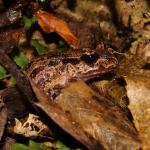 Hamilton's frog on leaf litter (Te Pākeka / Maud Island). <a href="https://www.instagram.com/nickharker.nz/">© Nick Harker</a>