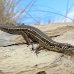 Crenulate skink basking in dunes (Moutohorā / Whale Island). <a href="https://www.instagram.com/nickharker.nz/">© Nick Harker</a>