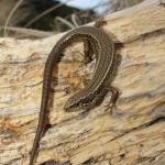 Crenulate skink basking in dunes (Moutohorā / Whale Island). <a href="https://www.instagram.com/nickharker.nz/">© Nick Harker</a>