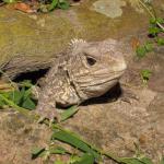 Tuatara at burrow entrance (Brother's Islands, Cook Strait). <a href="https://www.instagram.com/nickharker.nz/">© Nick Harker</a>