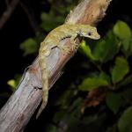 Forest gecko on Kanuka (Long Island, Marlborough Sounds). <a href="https://www.instagram.com/nickharker.nz/">© Nick Harker</a>