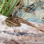 Waiharakeke grass skink (Long Island, Marlborough Sounds). <a href="https://www.instagram.com/nickharker.nz/">© Nick Harker</a>