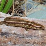 Waiharakeke grass skink (Long Island, Marlborough Sounds). <a href="https://www.instagram.com/nickharker.nz/">© Nick Harker</a>