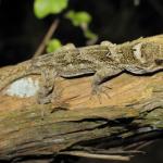 Young southern Duvaucel's gecko in coastal scrub (Brother's Islands, Marlborough Sounds). <a href="https://www.instagram.com/nickharker.nz/">© Nick Harker</a>
