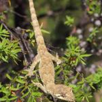 Forest gecko in Manuka (North Auckland). <a href="https://www.instagram.com/nickharker.nz/">© Nick Harker</a>