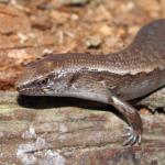 Ornate skink on rotten log (South Auckland). <a href="https://www.instagram.com/nickharker.nz/">© Nick Harker</a>