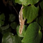 Raukawa gecko in Kawakawa (Te Pākeka / Maud Island, Marlborough Sounds). <a href="https://www.instagram.com/nickharker.nz/">© Nick Harker</a>