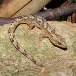 Raukawa gecko on rock pile (Te Pākeka / Maud Island, Marlborough Sounds). <a href="https://www.instagram.com/nickharker.nz/">© Nick Harker</a>