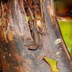 Plague / Rainbow skink (Auckland). <a href="https://www.instagram.com/nickharker.nz/">© Nick Harker</a>