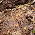 Archey's frog (Coromandel). © Chris Wedding