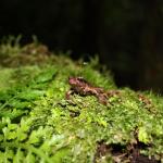 Archey's frog (Coromandel). © Chris Wedding