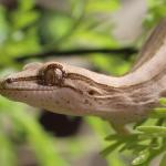 Northern striped gecko in Asplenium (Coromandel Peninsula). <a href="https://www.instagram.com/nickharker.nz/">© Nick Harker</a>