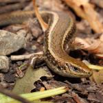 Northern spotted skink in coastal forest (Te Kakaho Island, Marlborough Sounds). <a href="https://www.instagram.com/nickharker.nz/">© Nick Harker</a>