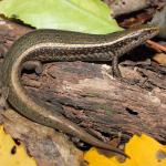 Northern spotted skink in coastal forest (Te Kakaho Island, Marlborough Sounds). <a href="https://www.instagram.com/nickharker.nz/">© Nick Harker</a>