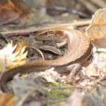 Glossy-brown skink basking in dappled sunlight on forest floor (Motuara Island, Marlborough Sounds). <a href="https://www.instagram.com/nickharker.nz/">© Nick Harker</a>