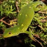 Marlborough green gecko in Kanuka (Marlborough Sounds). <a href="https://www.instagram.com/nickharker.nz/">© Nick Harker</a>