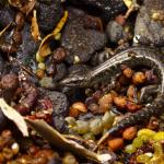 Egg-laying skink on pebble beach (Inner Hauraki Gulf). <a href="https://www.instagram.com/samuelpurdiewildlife/?hl=en">© Samuel Purdie</a>