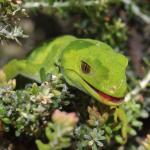 Marlborough green gecko in Tauhinu (Marlborough Sounds). <a href="https://www.instagram.com/nickharker.nz/">© Nick Harker</a>
