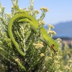 Marlborough green gecko in Tauhinu (Marlborough Sounds). <a href="https://www.instagram.com/nickharker.nz/">© Nick Harker</a>