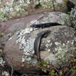 Shore skinks basking on pebble beach (Coromandel Islands). © Chris Wedding