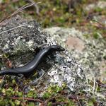 Shore skink basking on pebble beach (Coromandel Islands). © Chris Wedding