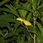 Xanthochromic elegant gecko (Waiheke Island). © Chris Wedding