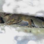 Raukawa gecko aggregation in rock crevice (Tiritiri Matangi Island, Auckland). <a href="https://www.instagram.com/nickharker.nz/">© Nick Harker</a>