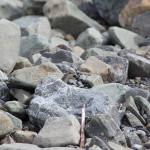 Scree skink in boulder river bank terrace (Canterbury). <a href="https://www.instagram.com/nickharker.nz/">© Nick Harker</a>