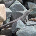 Scree skink in boulder river bank terrace (Canterbury). <a href="https://www.instagram.com/nickharker.nz/">© Nick Harker</a>