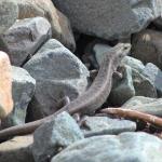 Scree skink in boulder river bank terrace (Canterbury). <a href="https://www.instagram.com/nickharker.nz/">© Nick Harker</a>