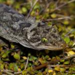 Northern Duvaucel's gecko on Coprosma rhamnoides (Tiritiri Matangi Island, North Auckland). <a href="https://www.instagram.com/nickharker.nz/">© Nick Harker</a>