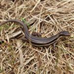 Moko skink in coastal grassland (Tiritiri Matangi Island, Hauraki Gulf). <a href="https://www.instagram.com/nickharker.nz/">© Nick Harker</a>