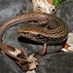 McGregor's skink in cobble habitat (Mana Island). <a href="https://www.instagram.com/nickharker.nz/">© Nick Harker</a>