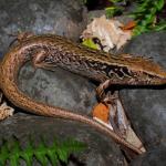 McGregor's skink in cobble habitat (Mana Island). <a href="https://www.instagram.com/nickharker.nz/">© Nick Harker</a>