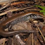 McGregor's skink among leaf litter (Cavalli Islands). <a href="https://www.instagram.com/nickharker.nz/">© Nick Harker</a>