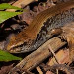 McGregor's skink among leaf litter (Cavalli Islands). <a href="https://www.instagram.com/nickharker.nz/">© Nick Harker</a>